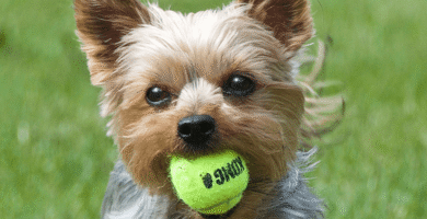 Un cachorro de yorkshire terrier muerde una pelota