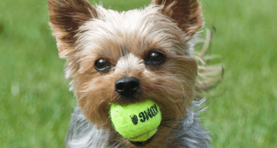 Un cachorro de yorkshire terrier muerde una pelota