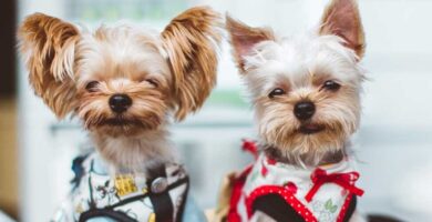 Dos yorkshire terrier preparados para viajar
