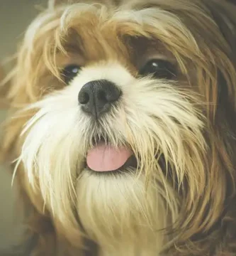 Perro jadeando