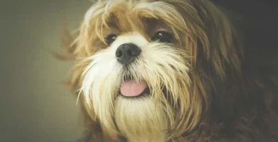 Perro jadeando
