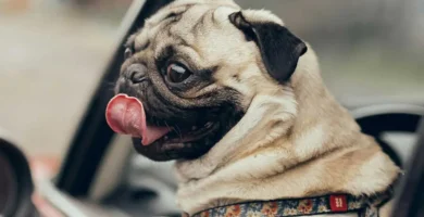 Perro carlino con la lengua fuera