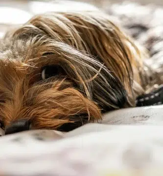 Cáncer de mama en perras Yorkshire Terrier