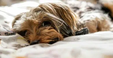 Cáncer de mama en perras Yorkshire Terrier