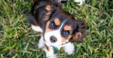 Perro mira a su dueño que quiere saber cómo enseñar a un cachorro a hacer sus necesidades